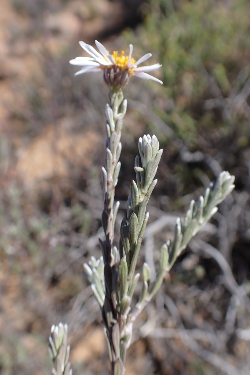 Phymaspermum thymelaeoides photo 3