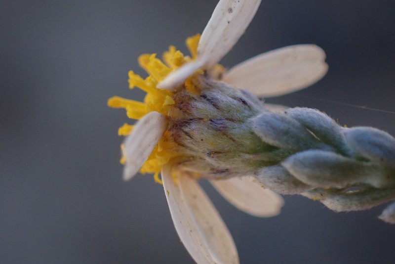 Phymaspermum thymelaeoides photo 4