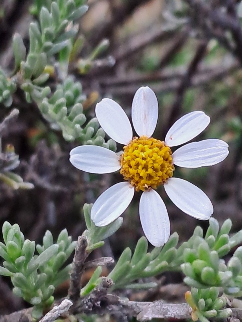 Phymaspermum thymelaeoides photo 5