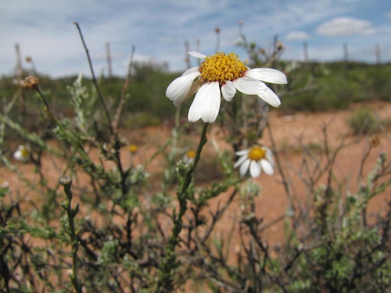Phymaspermum trifidum