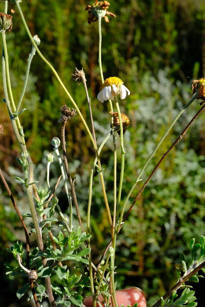 Phymaspermum trifidum photo 2