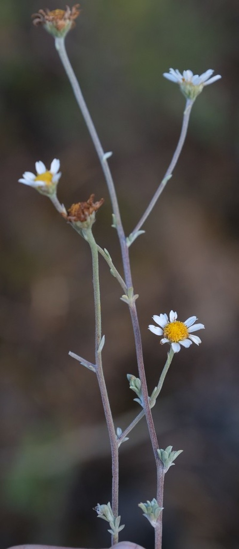 Phymaspermum trifidum photo 3