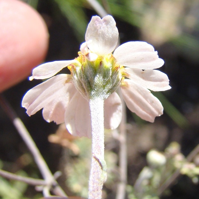 Phymaspermum trifidum photo 5