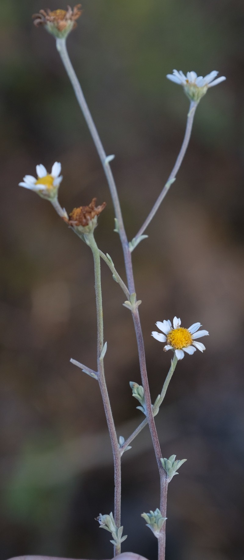Phymaspermum trifidum photo 6
