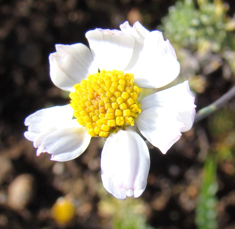 Phymaspermum trifidum photo 7