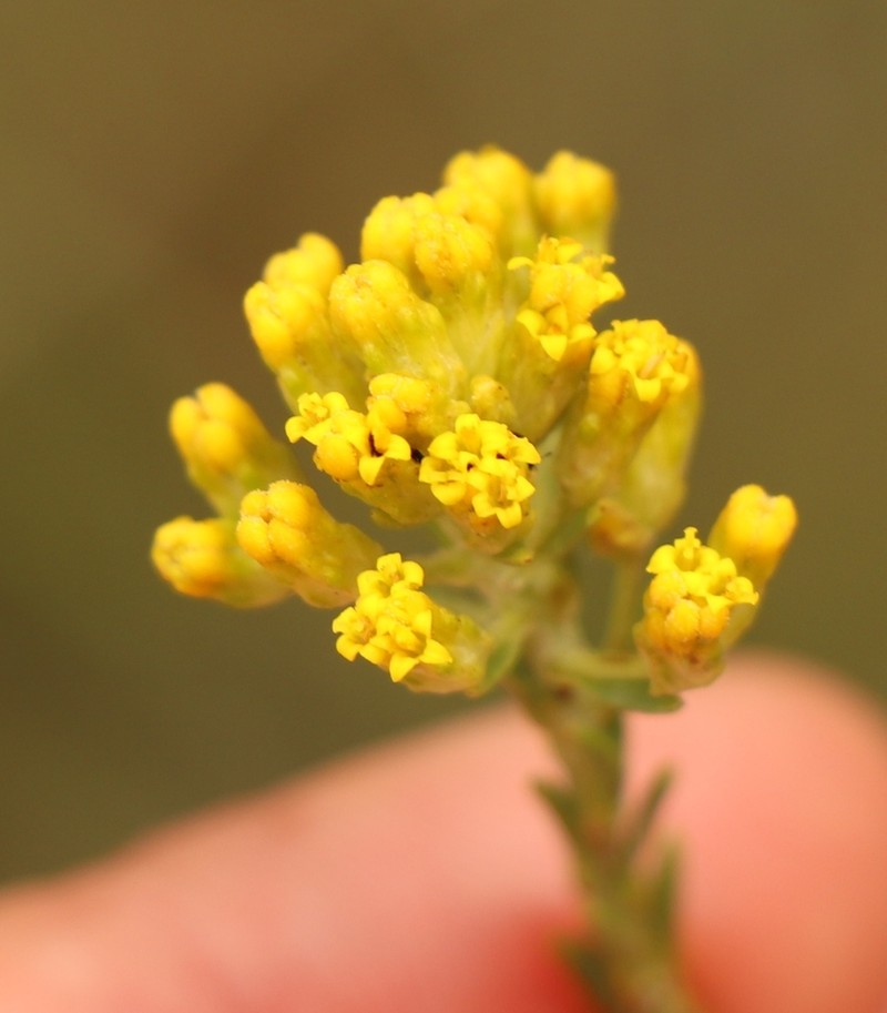 Phymaspermum woodii