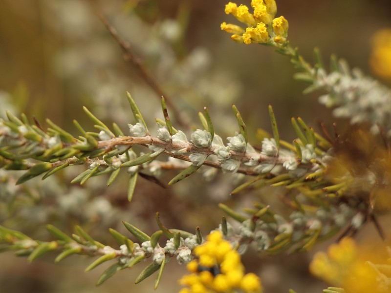 Phymaspermum woodii photo 2