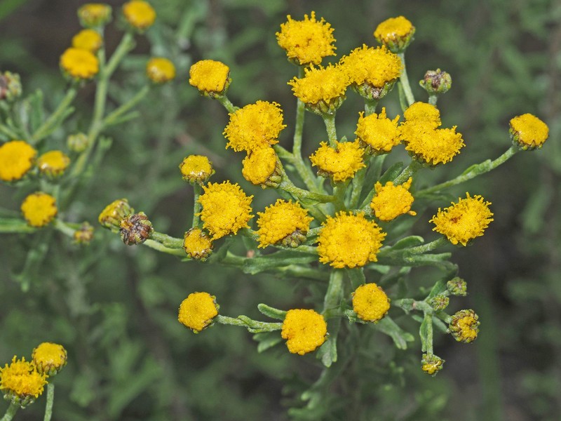 Phymaspermum woodii photo 4