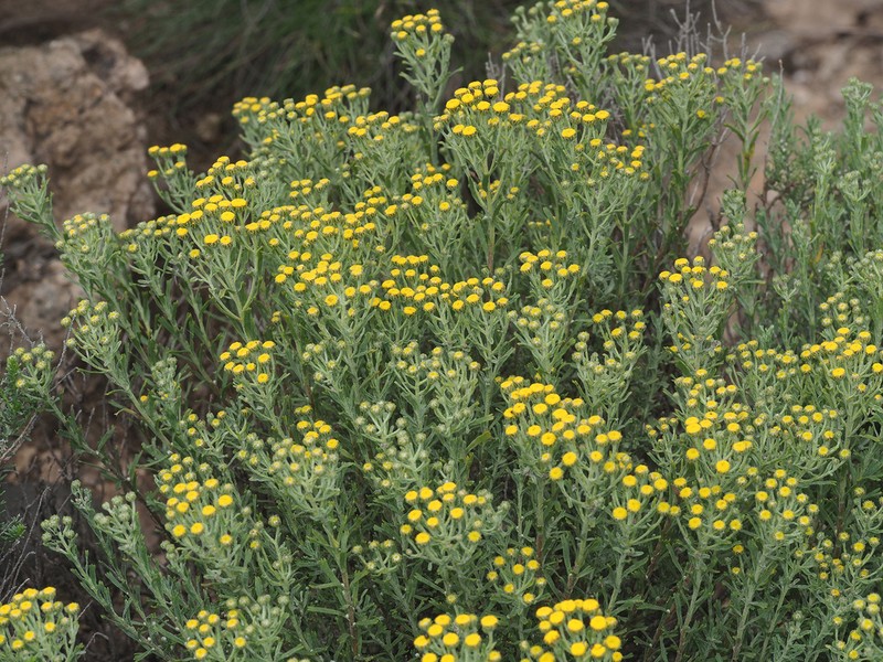 Phymaspermum woodii photo 5