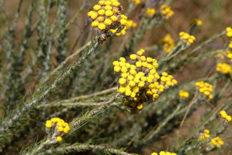 Phymaspermum woodii photo 6