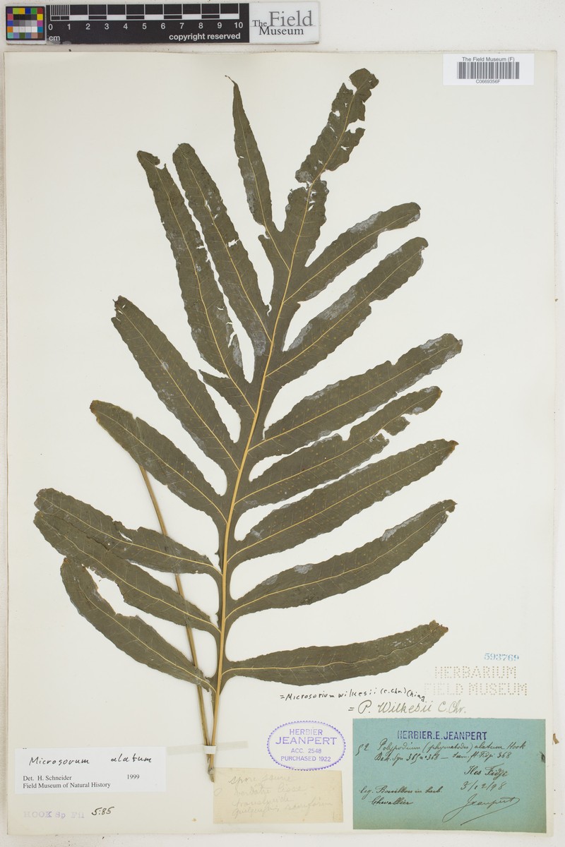 Phymatosorus alatus