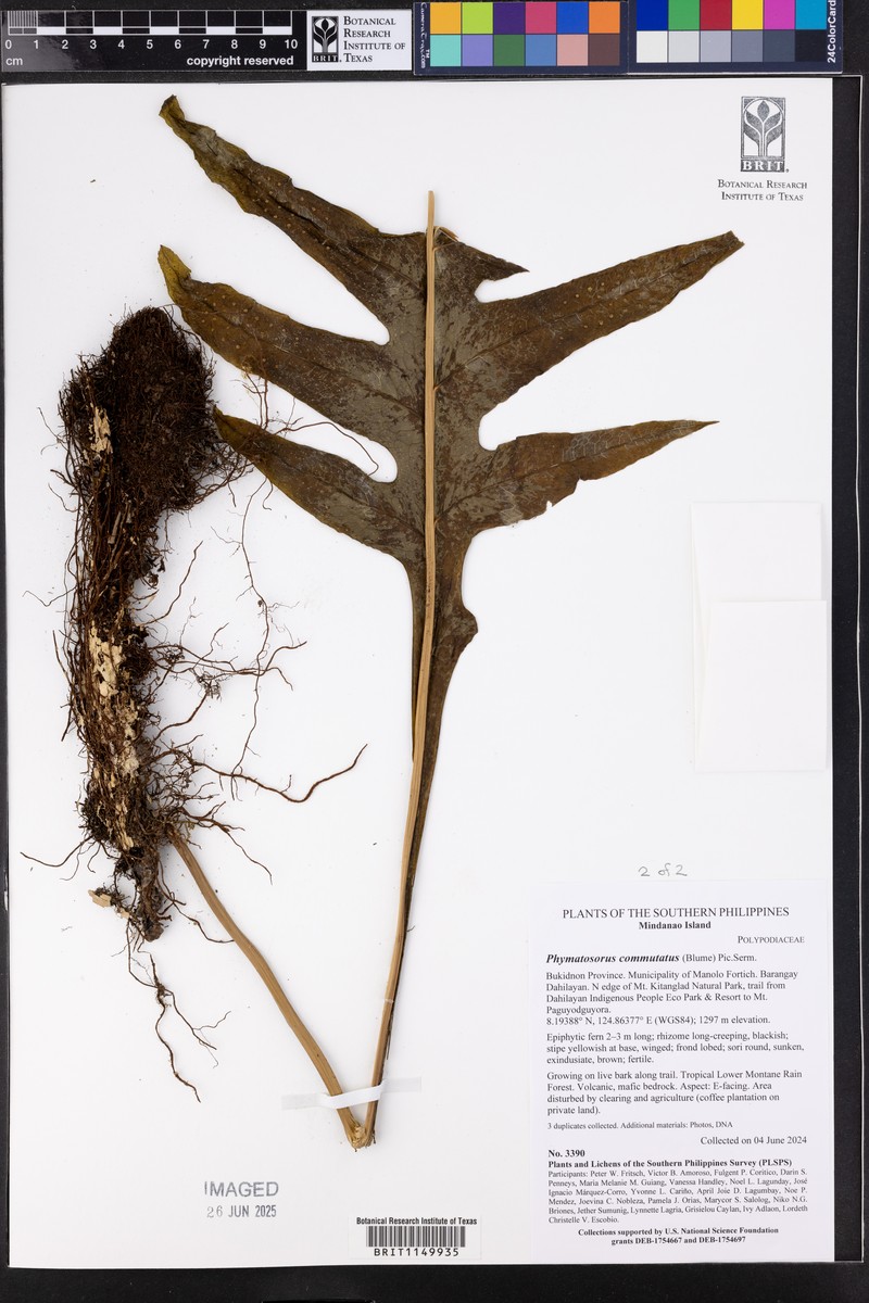 Phymatosorus commutatus