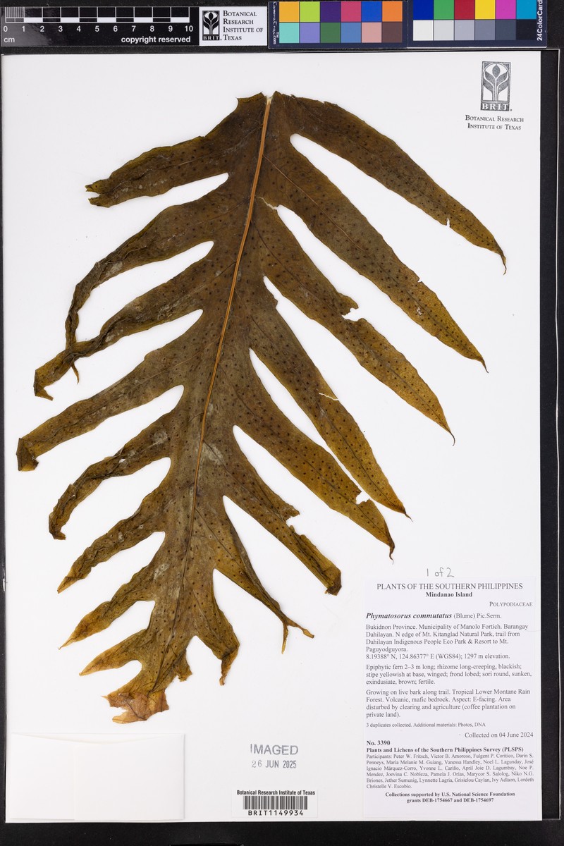 Phymatosorus commutatus photo 2