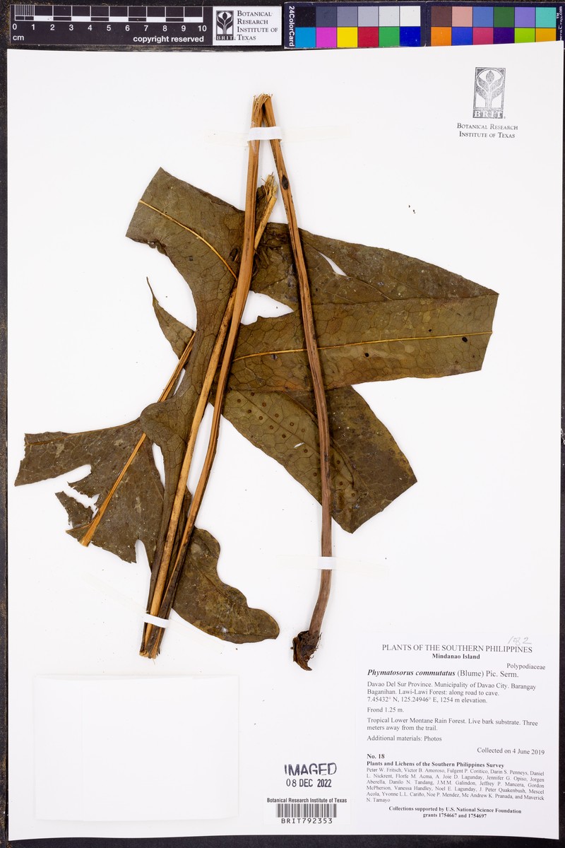 Phymatosorus commutatus photo 3