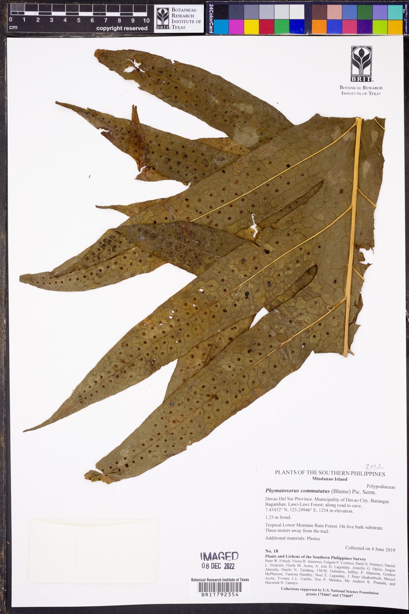 Phymatosorus commutatus photo 4