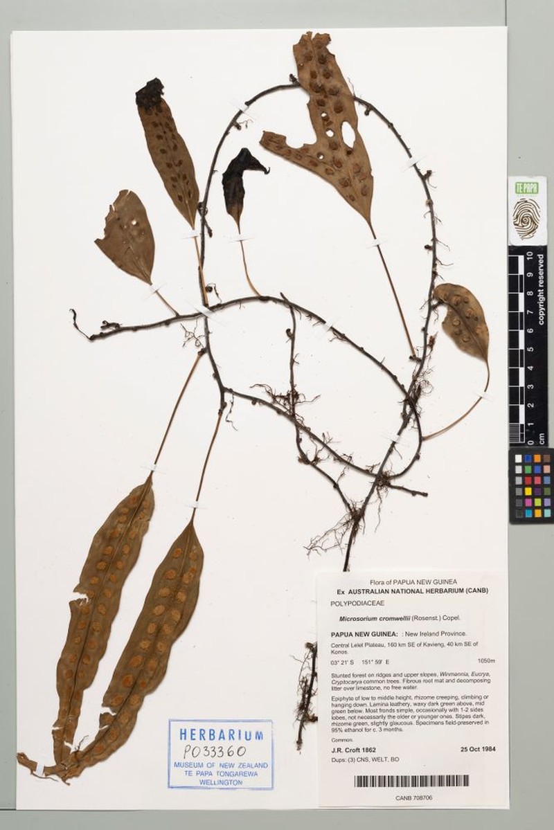 Phymatosorus cromwellii