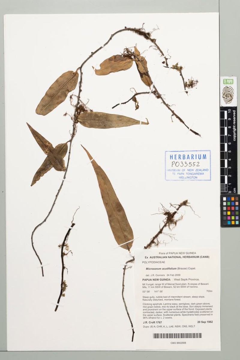 Phymatosorus cromwellii photo 2