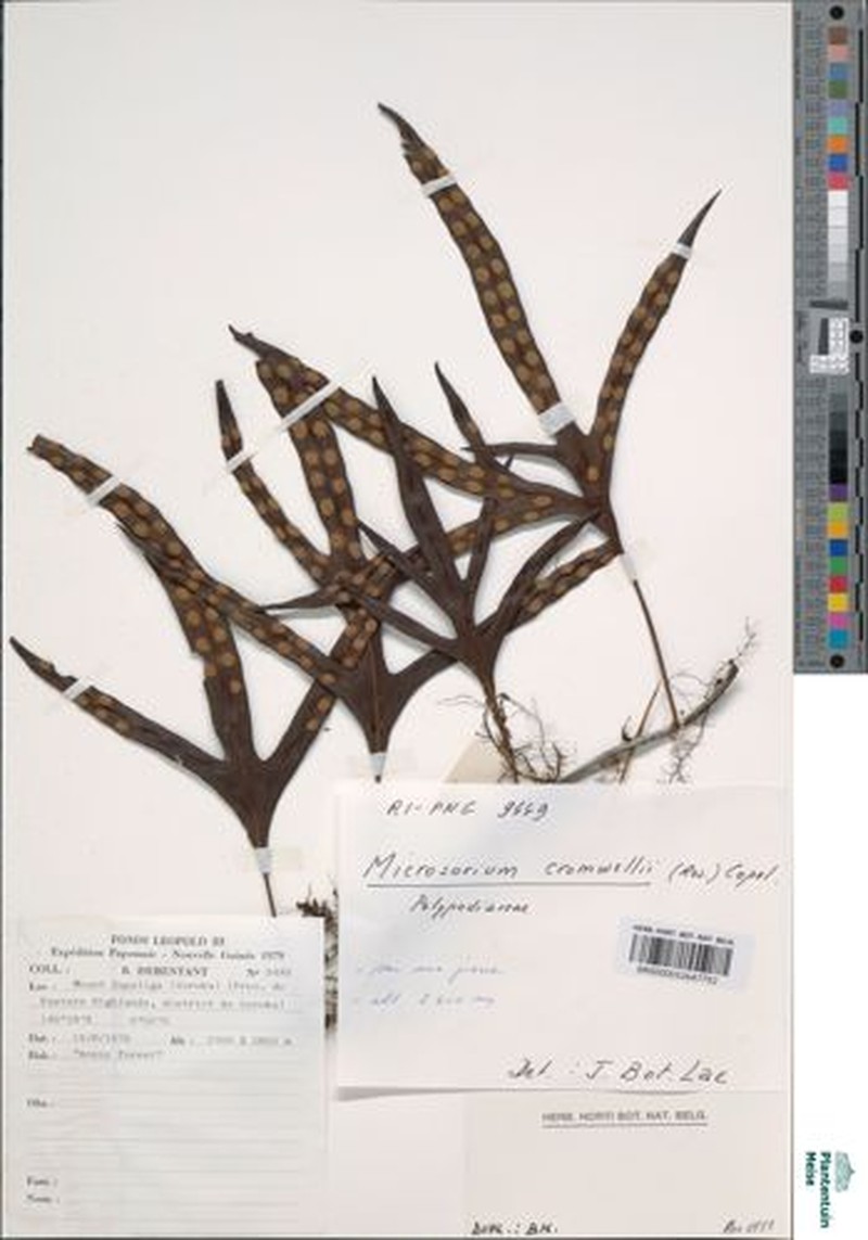 Phymatosorus cromwellii photo 3