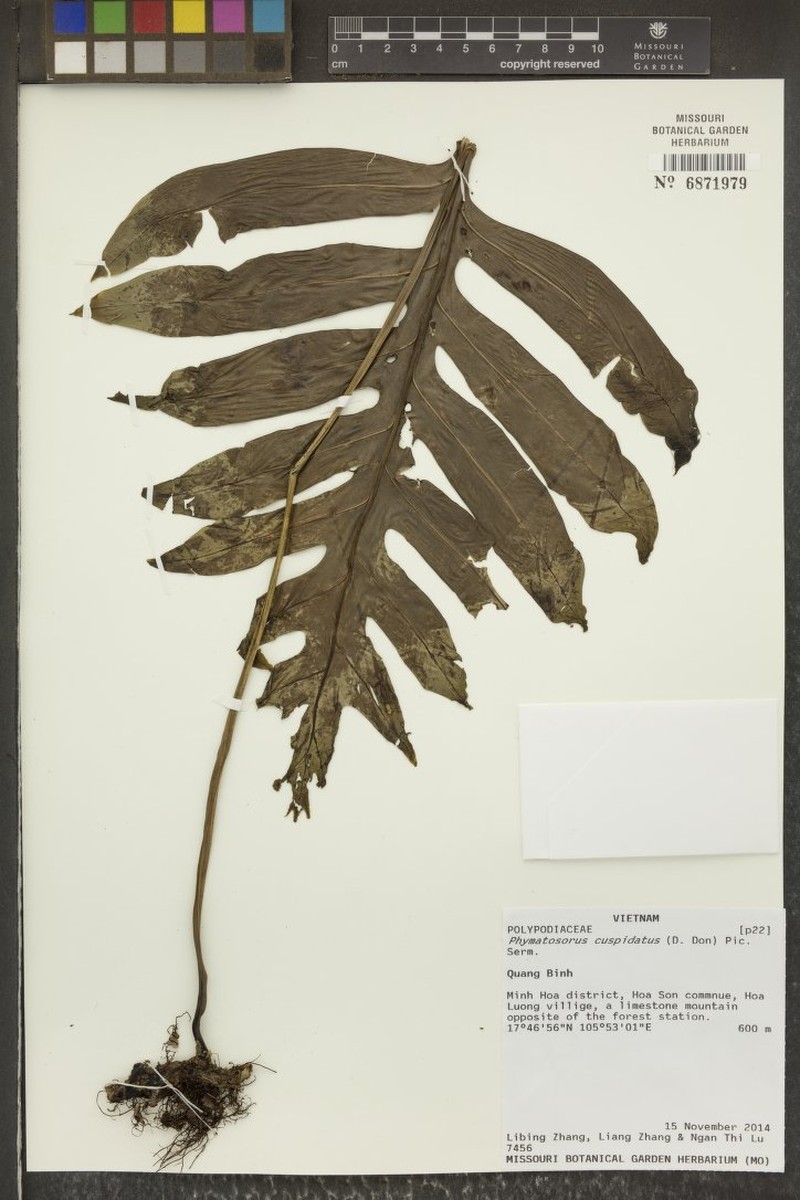 Phymatosorus cuspidatus