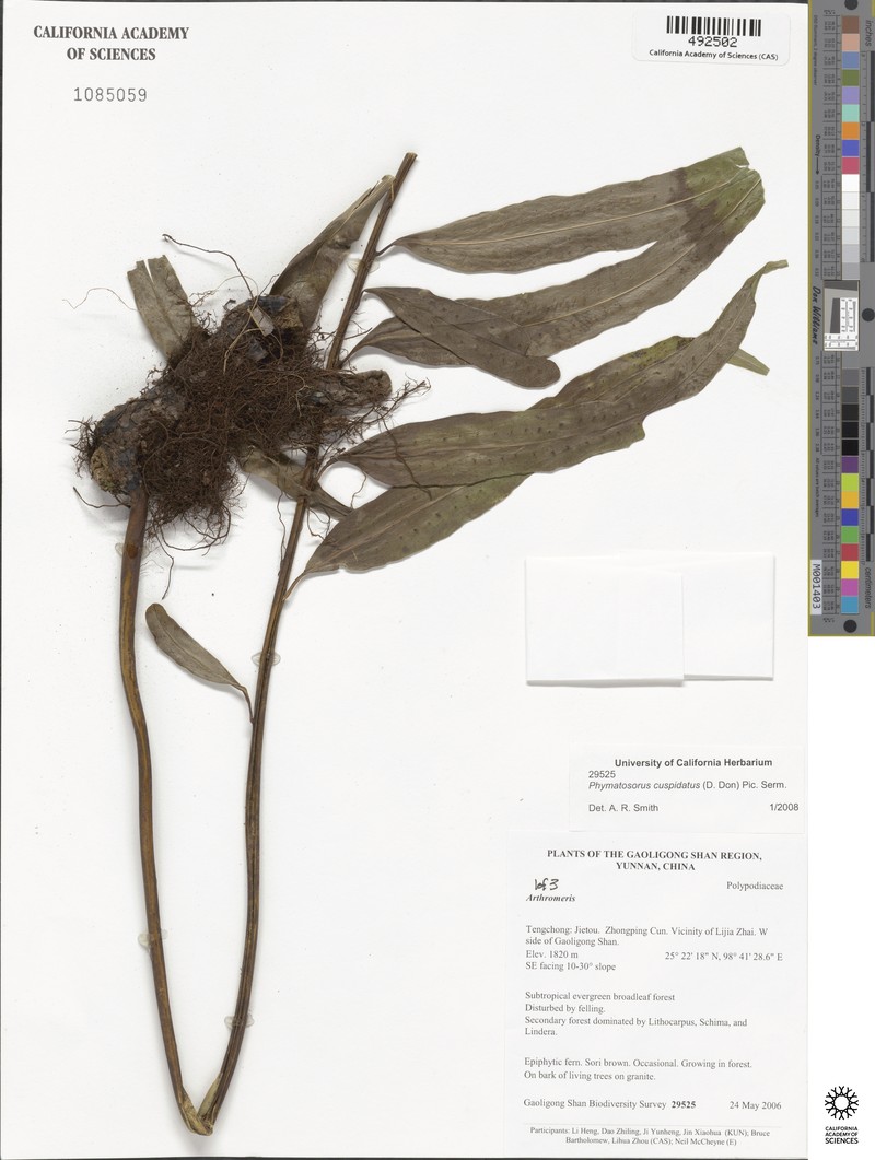 Phymatosorus cuspidatus photo 2