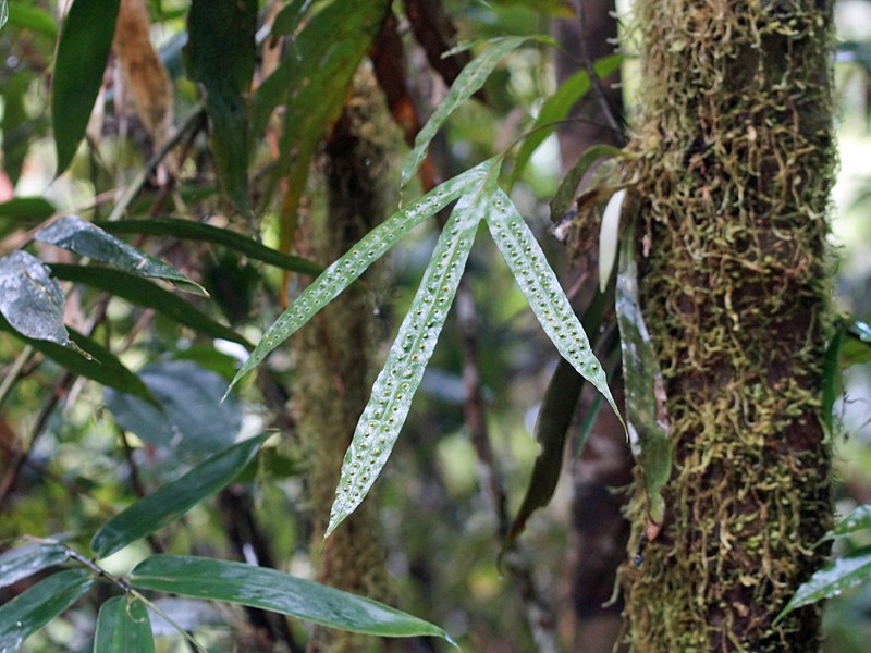 Phymatosorus membranifolius
