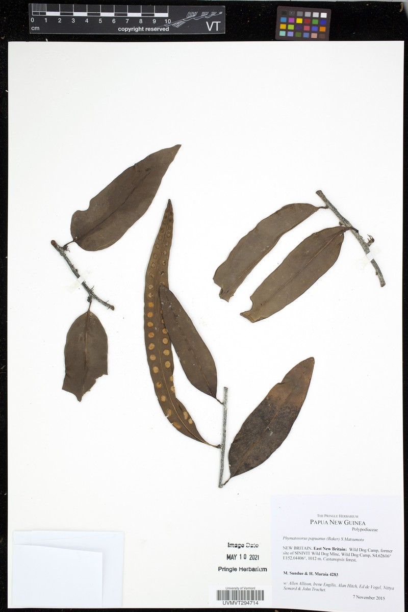 Phymatosorus papuanus
