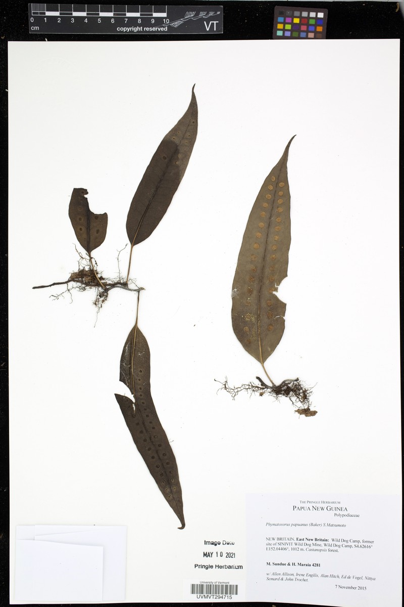 Phymatosorus papuanus photo 2