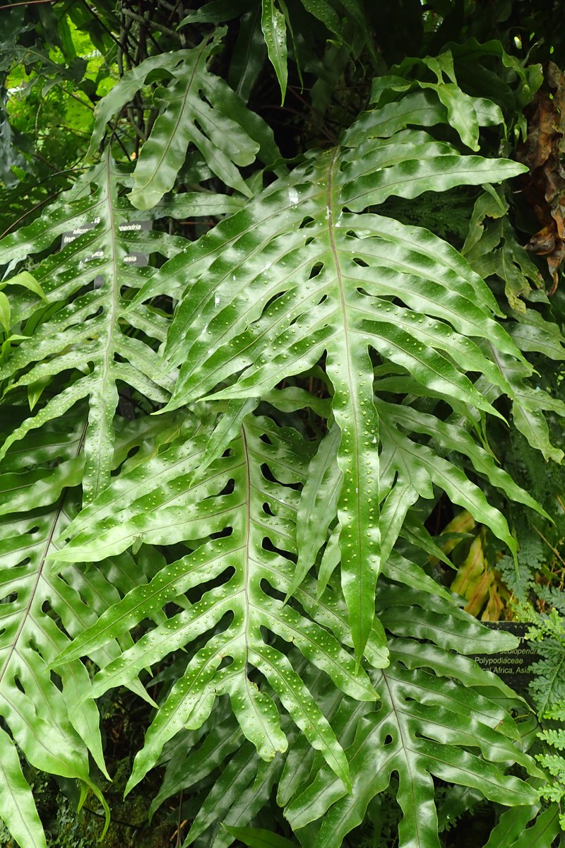 Monarch Fern photo 2