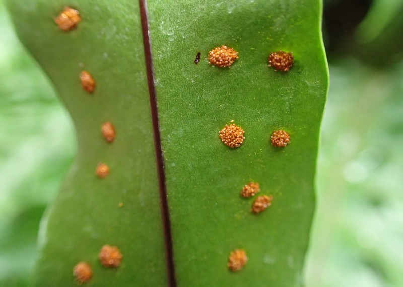 Monarch Fern photo 3