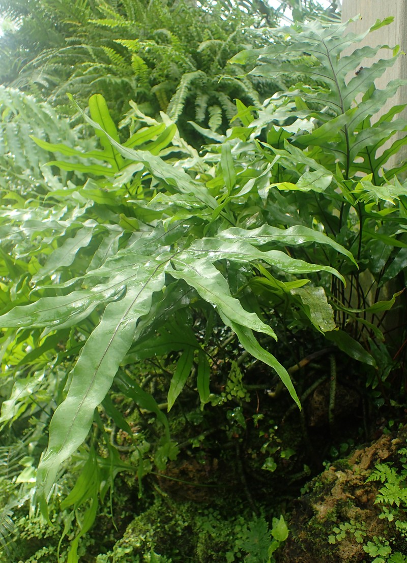 Monarch Fern photo 6