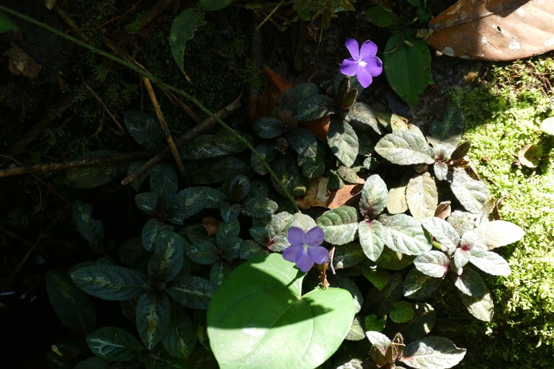 Physacanthus batanganus
