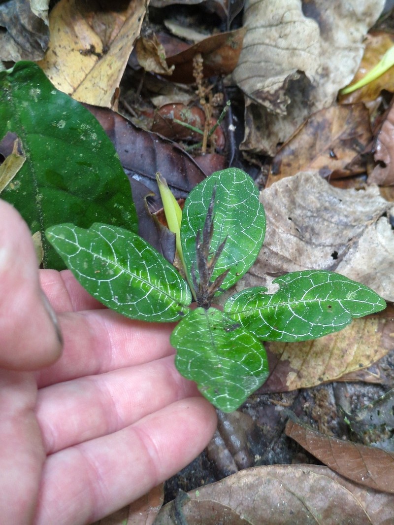 Physacanthus batanganus photo 2