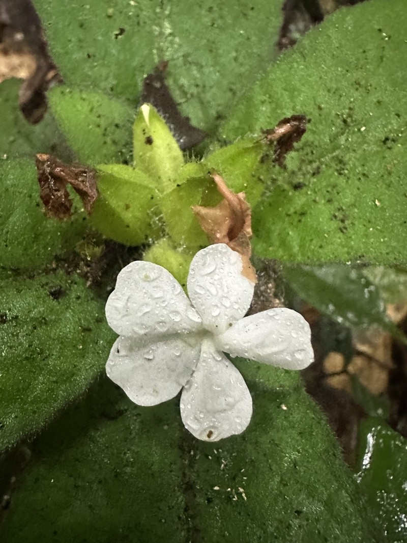 Physacanthus batanganus photo 3