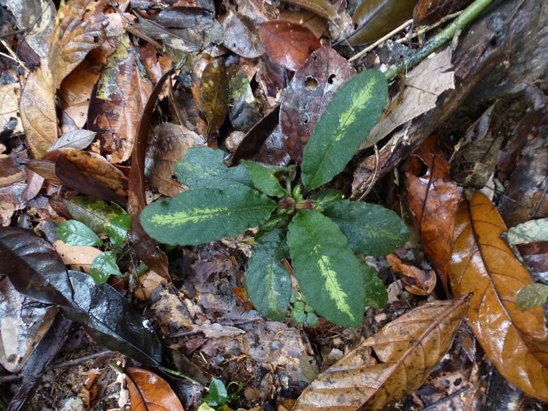 Physacanthus batanganus photo 4