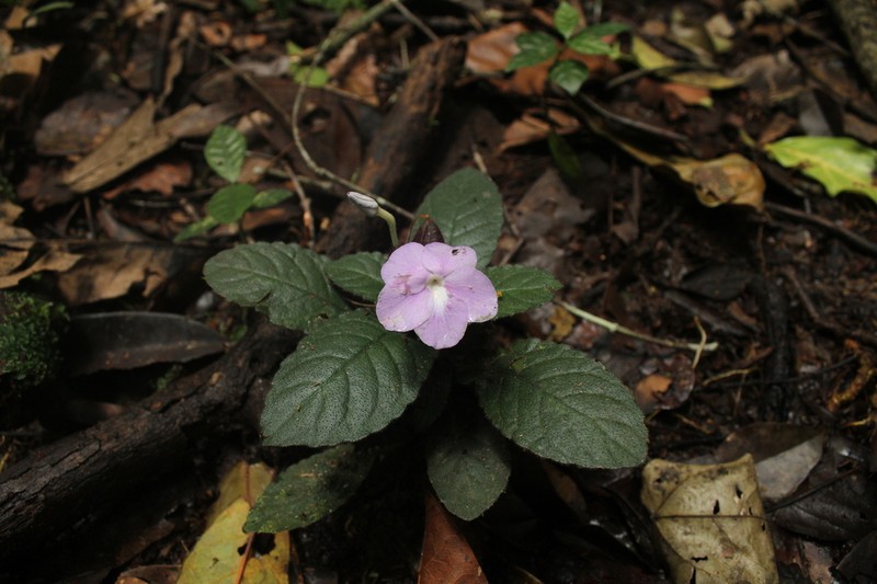 Physacanthus batanganus photo 5