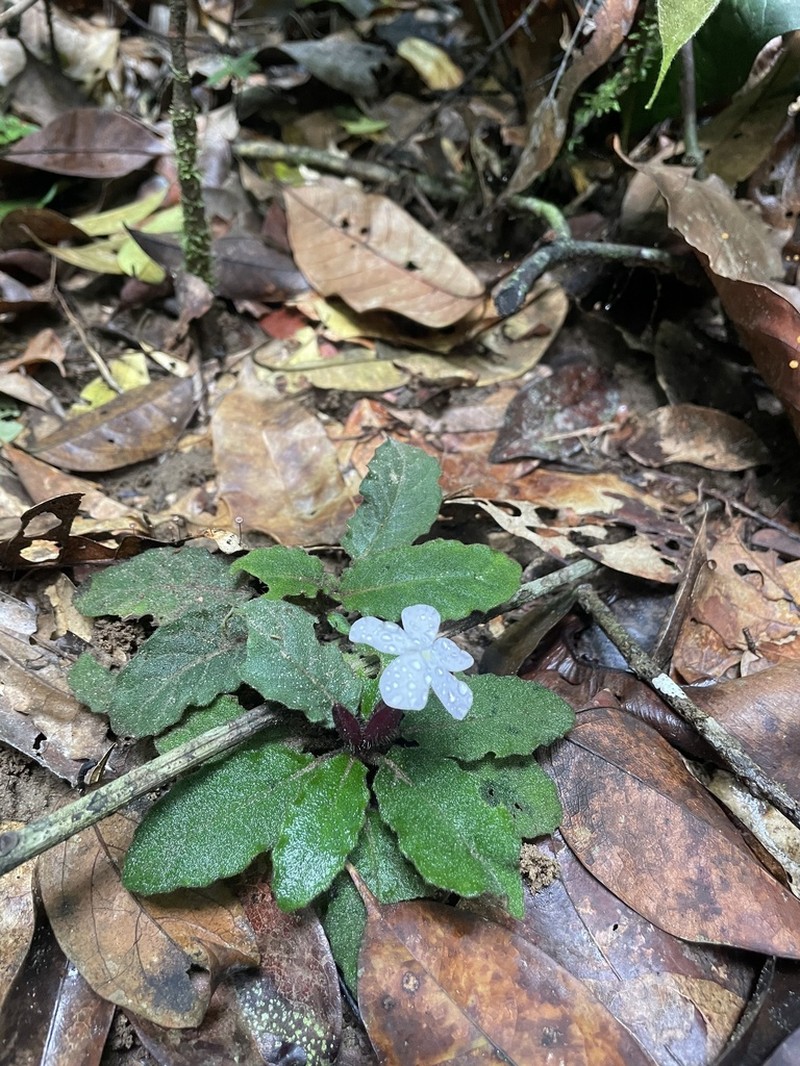 Physacanthus batanganus photo 6