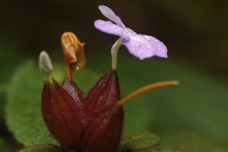 Physacanthus batanganus photo 7