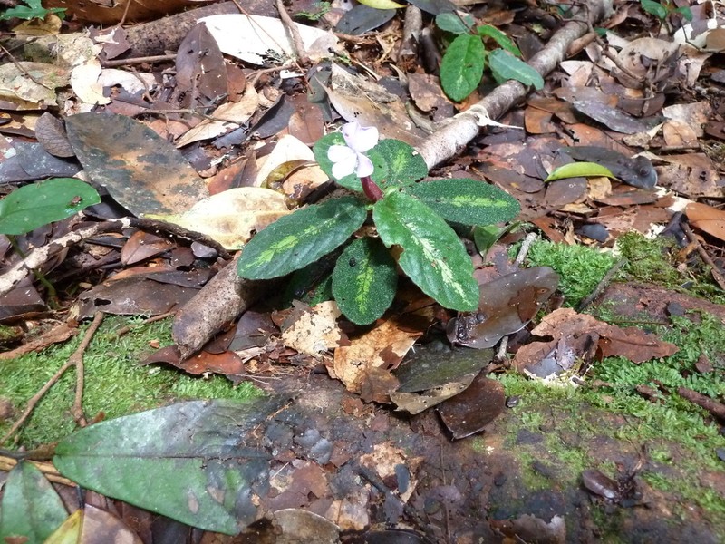 Physacanthus batanganus photo 8
