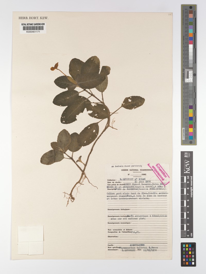 Physacanthus talbotii
