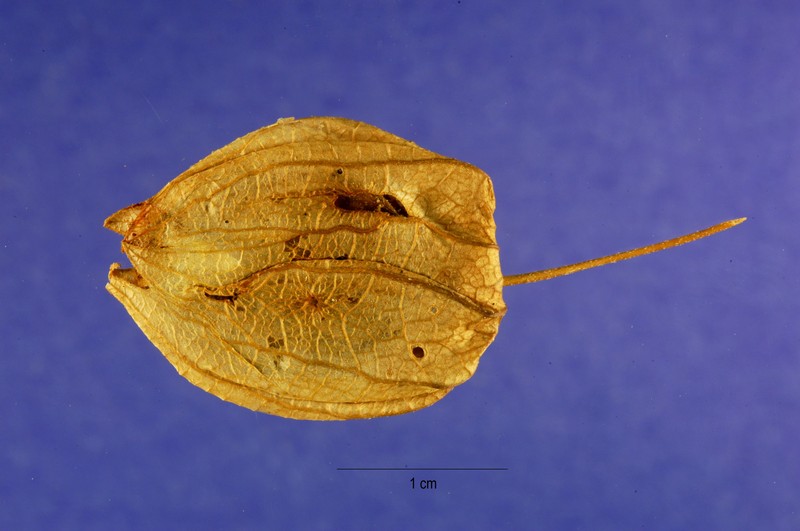 Sharpleaf Groundcherry photo 2