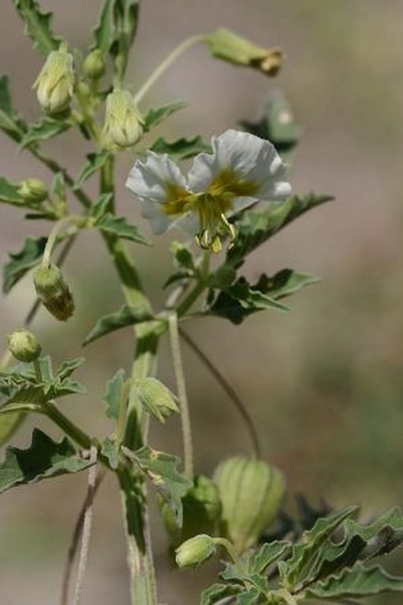 Sharpleaf Groundcherry