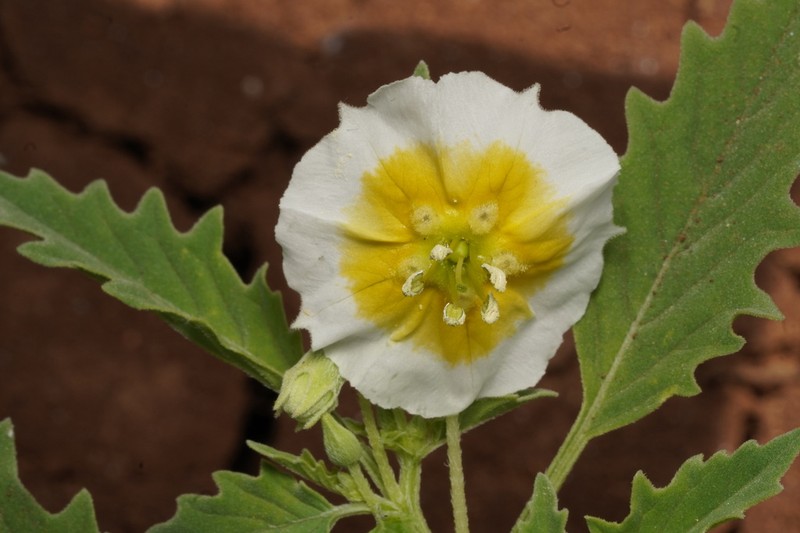 Sharpleaf Groundcherry photo 3