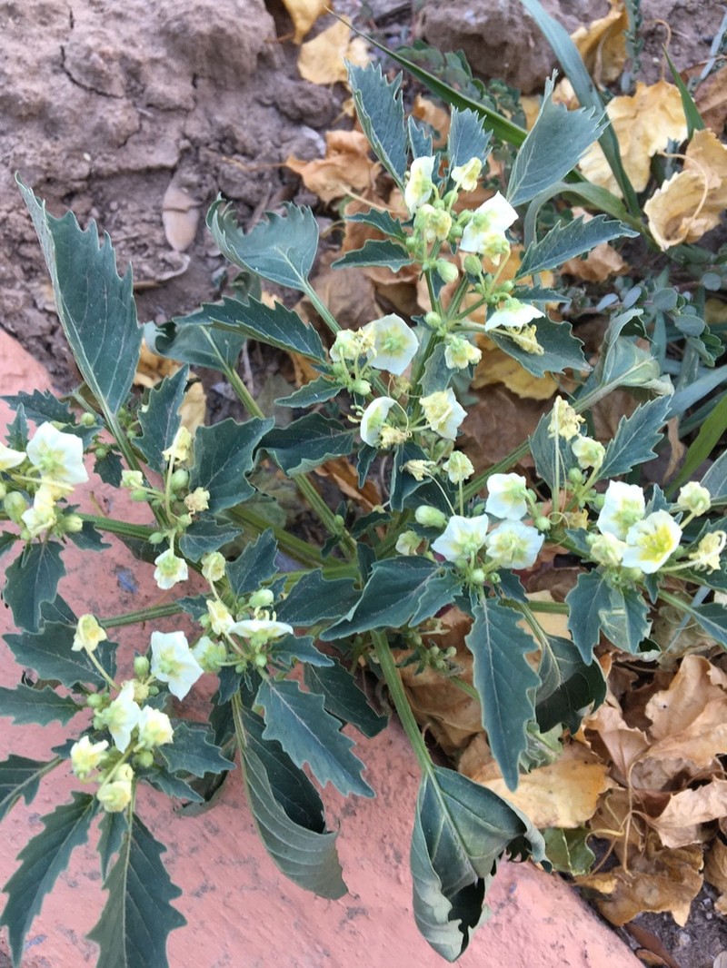Sharpleaf Groundcherry photo 5