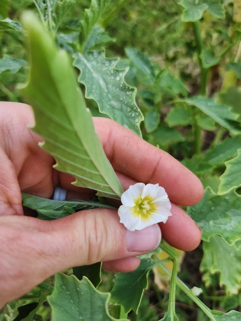 Sharpleaf Groundcherry photo 6