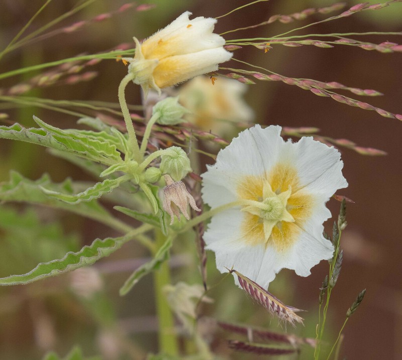 Sharpleaf Groundcherry photo 7