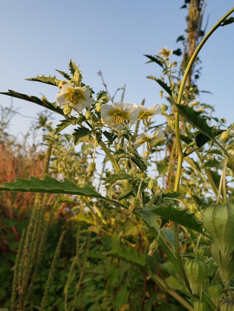 Sharpleaf Groundcherry photo 8