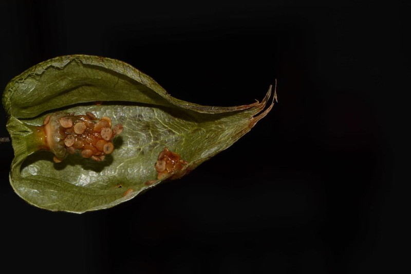 Physalis aggregata photo 2