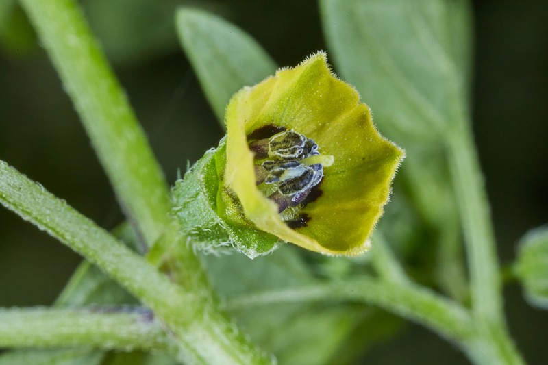 Physalis ampla
