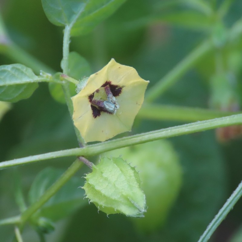 Physalis ampla photo 3