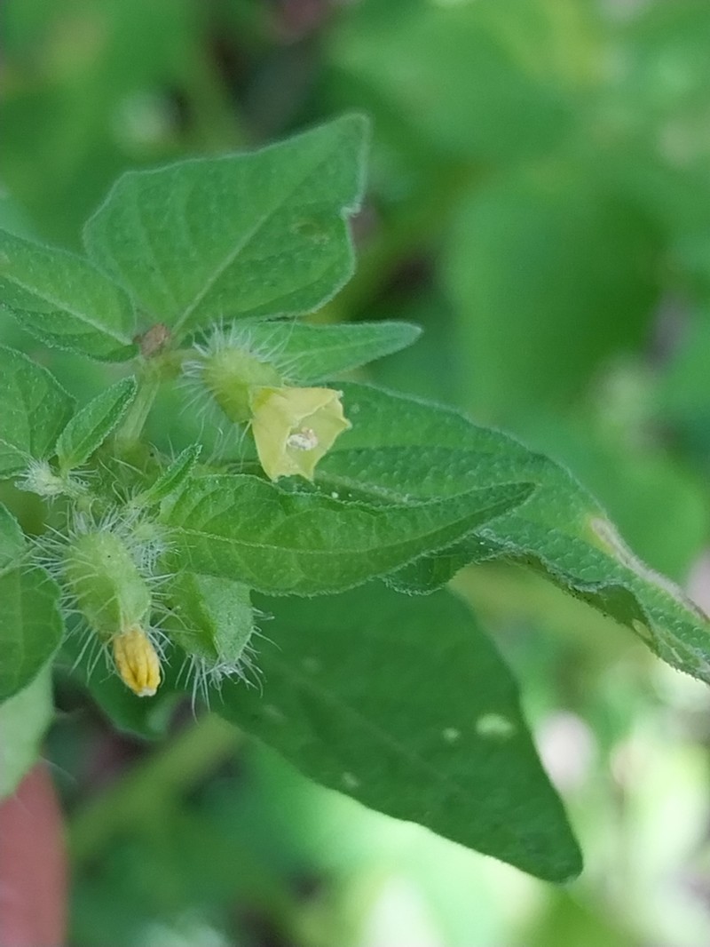 Physalis ampla photo 4